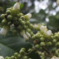 Lepisanthes tetraphylla (Vahl) Radlk.